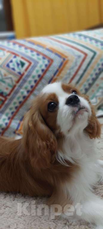 Собаки в Москве: Кавалер кинг чарльз спаниель Коржик Мальчик, 70 000 руб. - фото 4