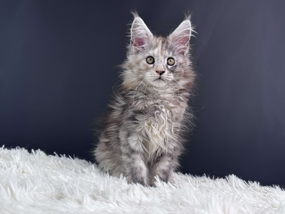 Кошки в Москве: Котенок Мейн Кун Девочка, 60 000 руб. - фото 5