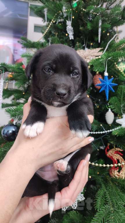 Собаки в Липецке: Бордерколли митис (пантерка) Девочка, 15 000 руб. - фото 2