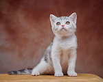 Кошки в Барнауле: Котик-страйт Василь💚 Мальчик, Бесплатно - фото 1