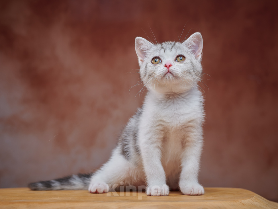 Кошки в Барнауле: Котик-страйт Василь💚 Мальчик, Бесплатно - фото 1
