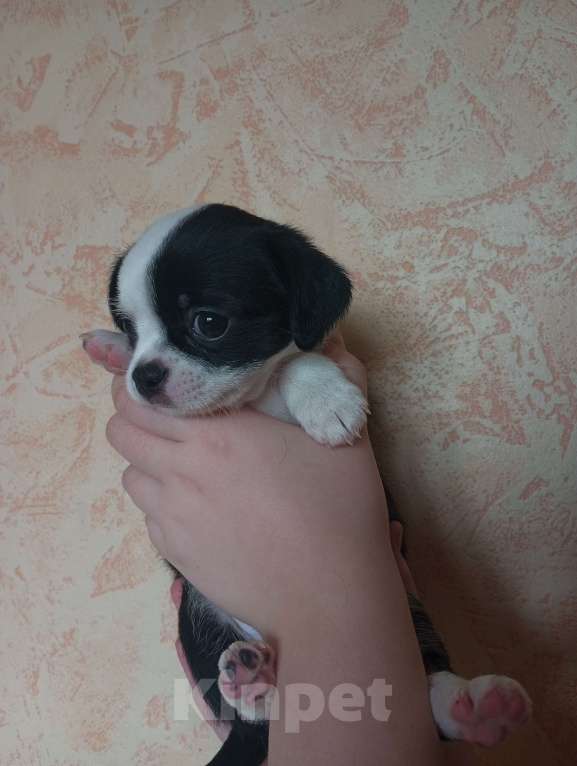 Собаки в других городах Московской области: Продаю щенков чихуахуа Мальчик, 25 000 руб. - фото 8