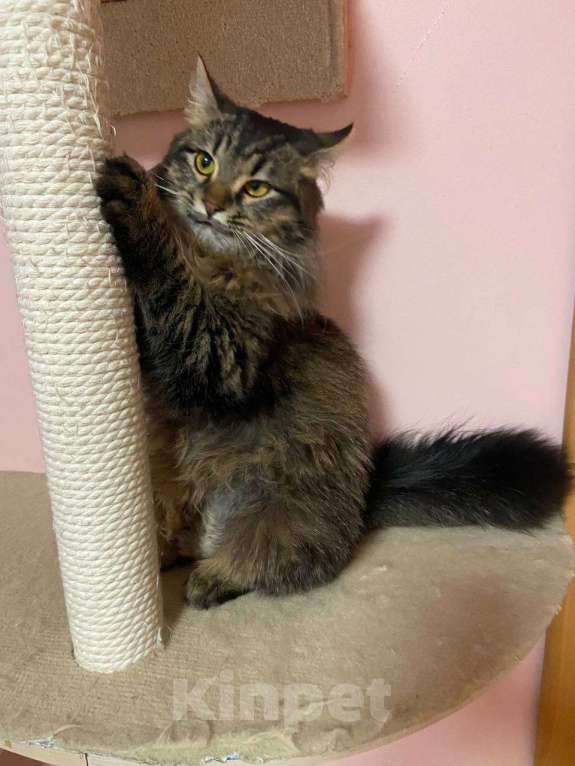 Кошки в Москве: Молодой роскошный ласковый котик! Мальчик, 10 руб. - фото 5