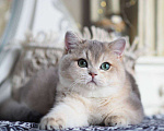 Кошки в Москве: Британская девочка Виолетта Девочка, 130 000 руб. - фото 3