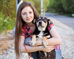 Собаки в Москве: Небольшая девочка из приюта ищет дом Девочка, Бесплатно - фото 5