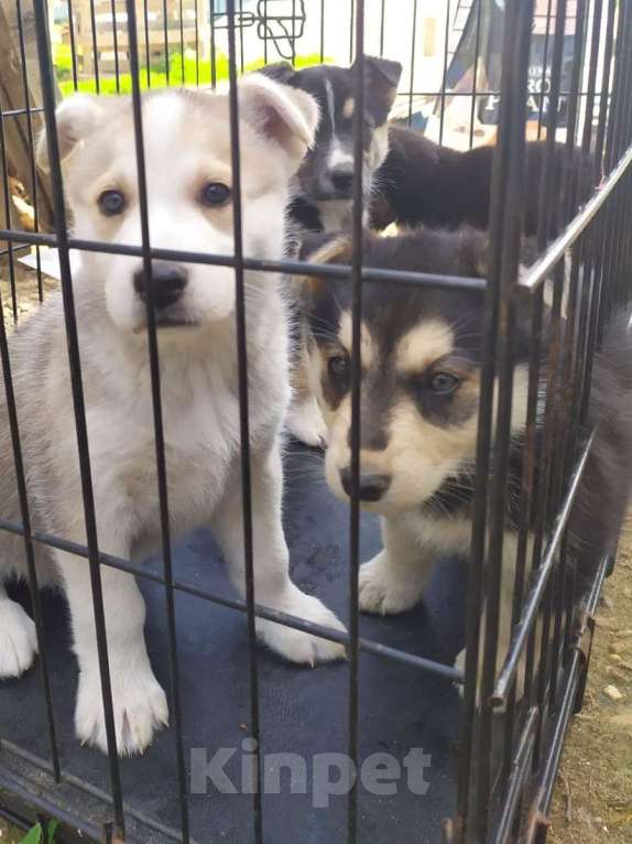 Собаки в Москве: Мини, пушистый метис хаски Девочка, Бесплатно - фото 2