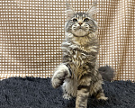 Кошки в Москве: Мейн-кун котенок Девочка, 25 000 руб. - фото 3