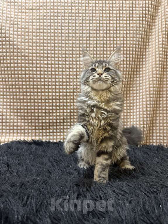 Кошки в Москве: Мейн-кун котенок Девочка, 25 000 руб. - фото 3