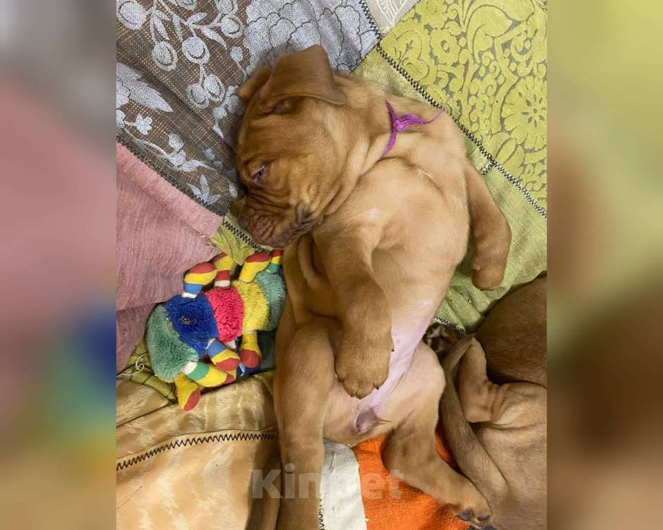 Собаки в Москве: Девочка. Щенок. Бордоский дог. Девочка, Бесплатно - фото 2