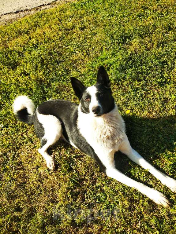 Собаки в Казани: Русско-европейская лайка  Девочка, Бесплатно - фото 8