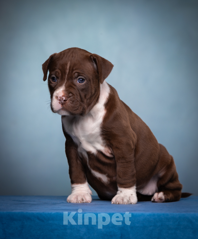 Собаки в других городах Ленинградской области: Щенки американского питбультерьера Мальчик, 80 000 руб. - фото 3