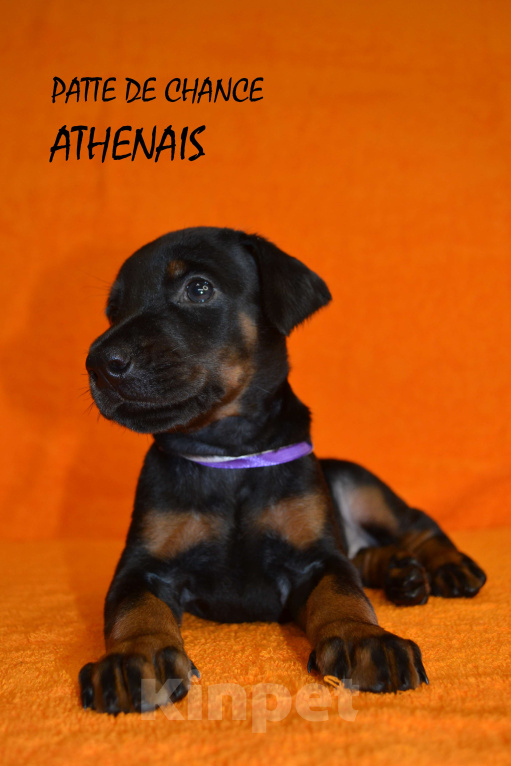 Собаки в Санкт-Петербурге: Щенок добермана Атенаис Девочка, 130 000 руб. - фото 4