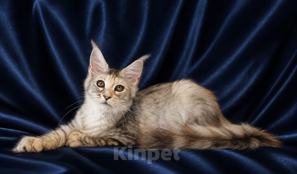 Кошки в Владимире: Мейн-кун девочка черепашка Девочка, 45 000 руб. - фото 2