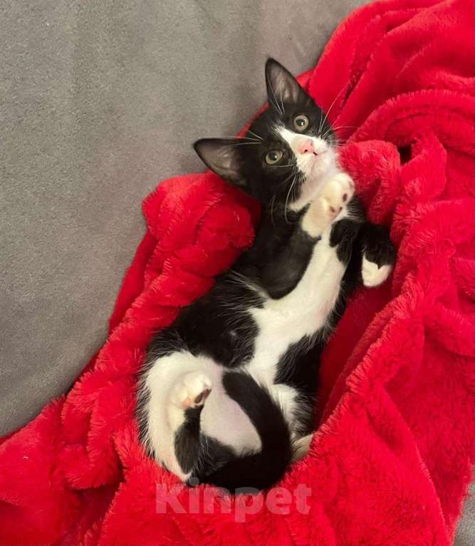 Кошки в Санкт-Петербурге: Милая Асенька с трогательной мордашкой Девочка, Бесплатно - фото 3