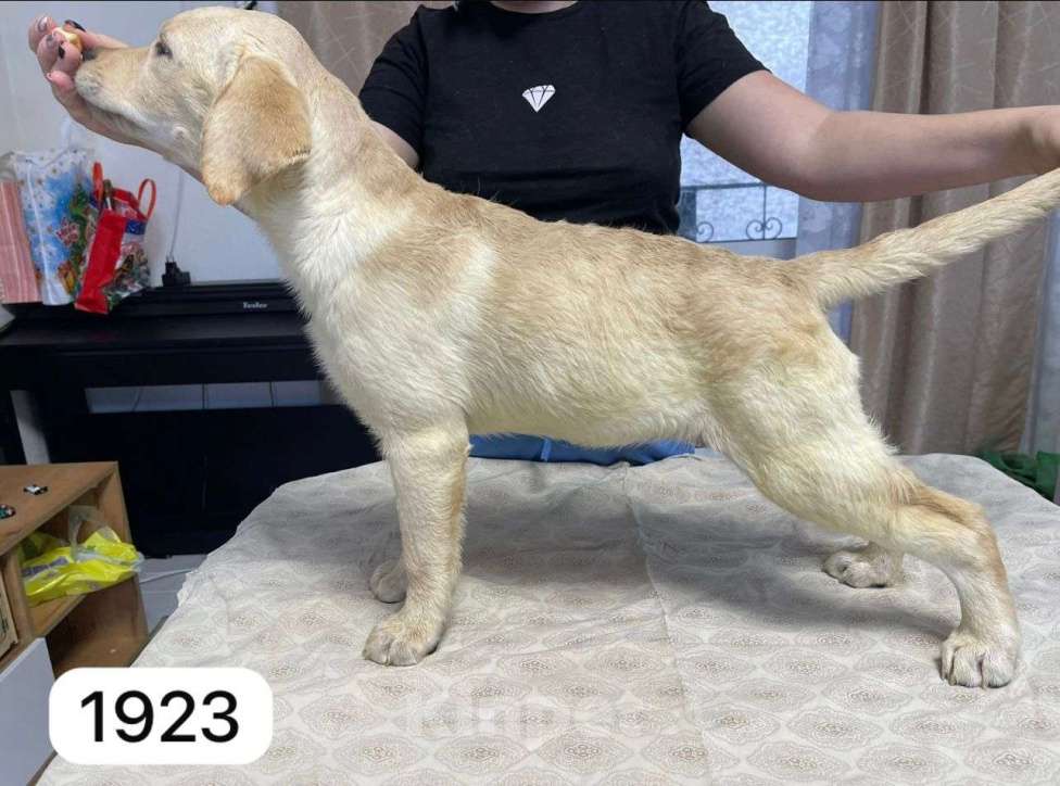 Собаки в Екатеринбурге: К переезду готовы щенки Лабрадора.  Девочка, Бесплатно - фото 3