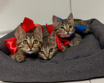 Кошки в Москве: Котенок мальчик ищет дом! Мальчик, Бесплатно - фото 4