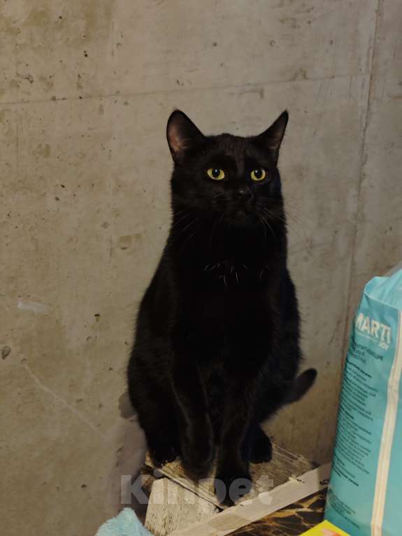 Кошки в Санкт-Петербурге: Срочно!!! Отдам в Добрые руки!!! Девочка, Бесплатно - фото 3