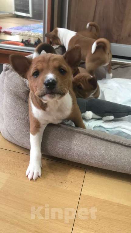 Собаки в Санкт-Петербурге: Щенки басенджи Мальчик, 75 000 руб. - фото 5