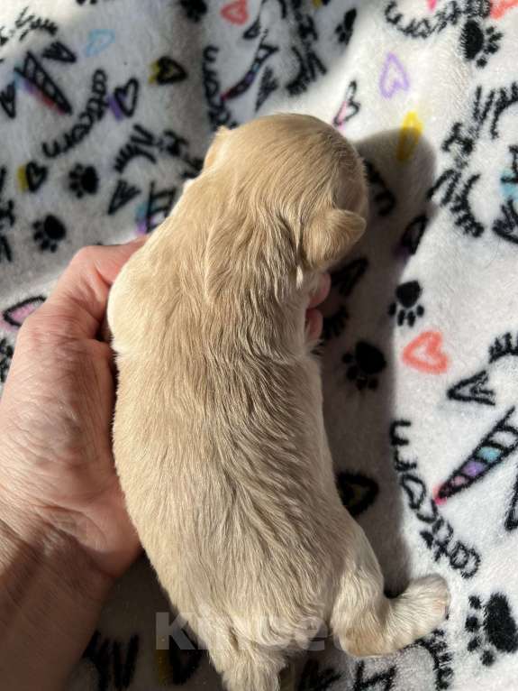 Собаки в Санкт-Петербурге: Мальтипу мини мальчик Мальчик, 150 000 руб. - фото 4