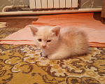 Кошки в Краснодаре: Чудный котёнок добрым людям в добрые руки Мальчик, Бесплатно - фото 5