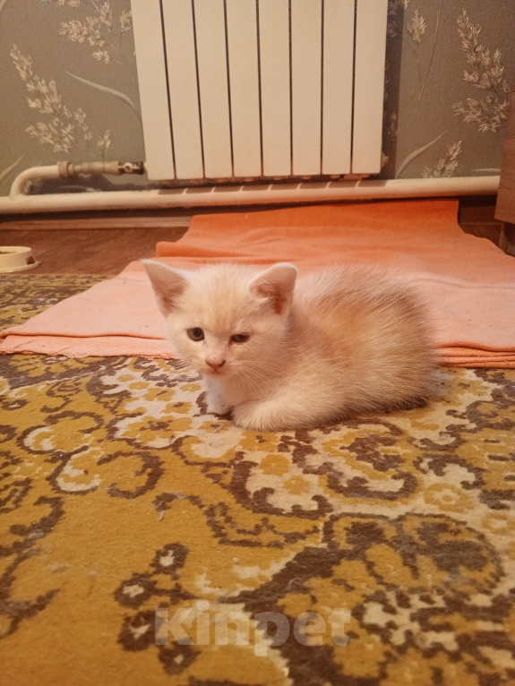 Кошки в Краснодаре: Чудный котёнок добрым людям в добрые руки Мальчик, Бесплатно - фото 5