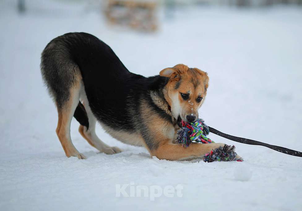 Собаки в Москве: Щенок Марти Девочка, Бесплатно - фото 12
