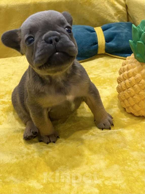Собаки в Нижнем Новгороде: Щенки французского бульдога  Девочка, Бесплатно - фото 4