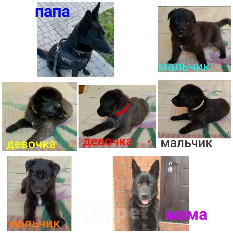 Собаки в других городах Краснодарского края: Продам щенков немецкой овчарки Девочка, 17 000 руб. - фото 4