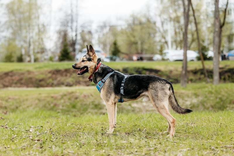 Собаки в Москве: Золотой пёс Джеф — Ри в добрые руки Мальчик, 1 руб. - фото 9