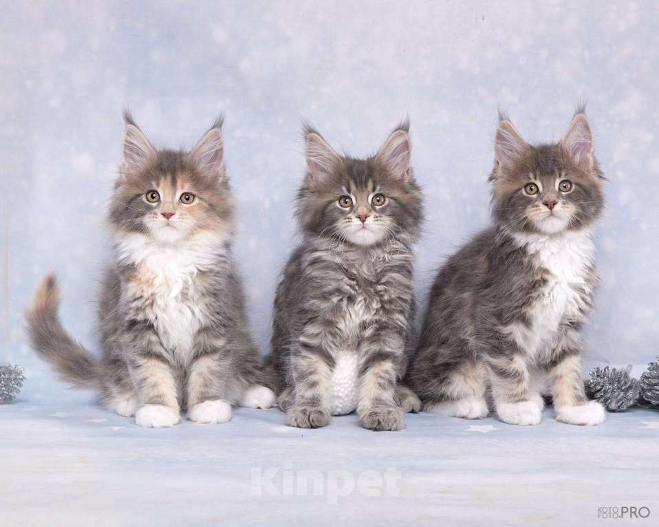 Кошки в Новосибирске: Кошечка  и кот породы Мейнкун  Девочка, 50 000 руб. - фото 1