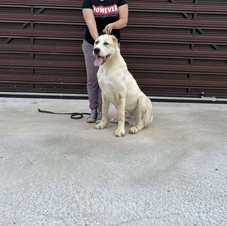 Собаки в Нижнем Новгороде: Кобель САО ( алабай) подросток Мальчик, Бесплатно - фото 2