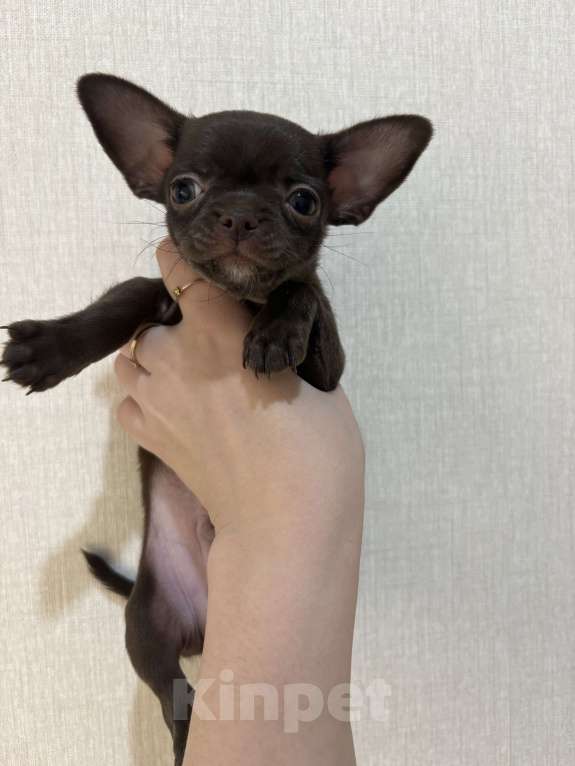 Собаки в Казани: Продам мини чихуахуа Мальчик, 30 000 руб. - фото 1