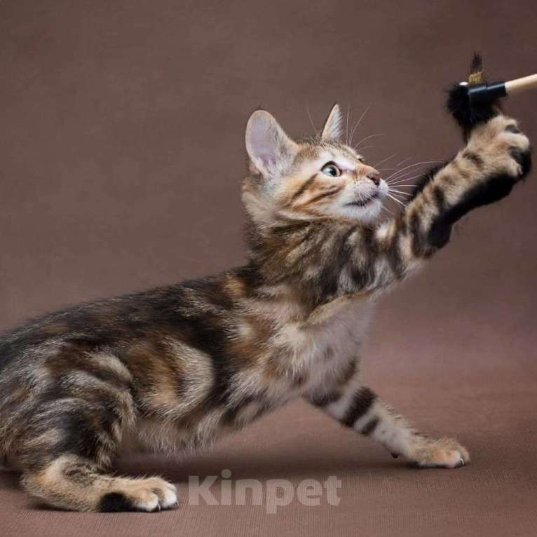 Кошки в Москве: Принцесса Жасмин Девочка, Бесплатно - фото 5