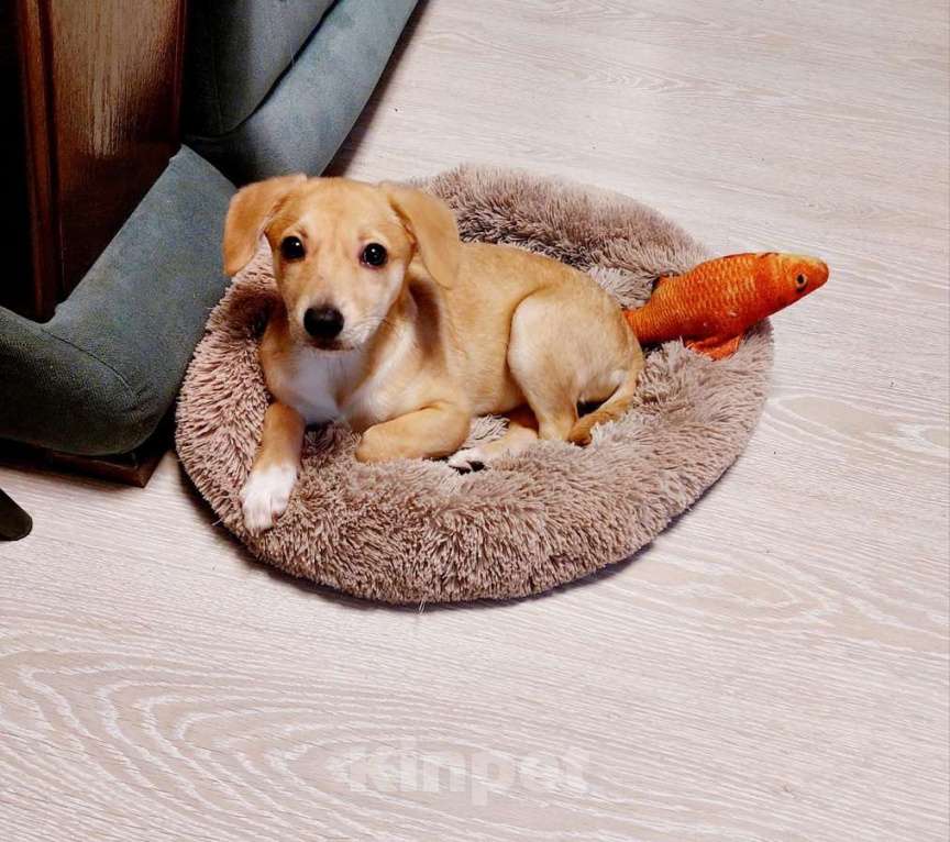 Собаки в Санкт-Петербурге: Очень красивый маленький щенок Девочка, Бесплатно - фото 1