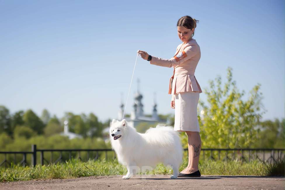 Собаки в Москве: Японский шпиц Чемпион вязка  Мальчик, Бесплатно - фото 5