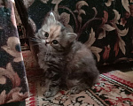 Кошки в Краснодаре: Кошечка - черепашечка Девочка, 5 000 руб. - фото 9