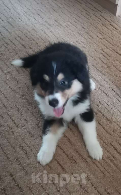 Собаки в Чебоксарах: Очаровательный парень колли Мальчик, 30 000 руб. - фото 2