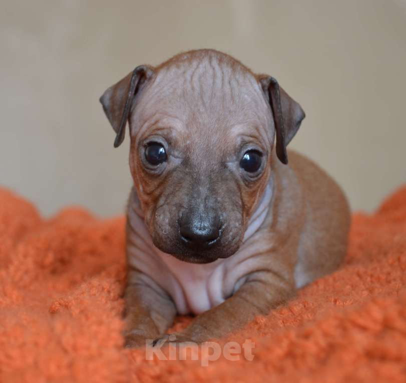 Собаки в Москве: Красно-соболиный мальчик голого терьера Мальчик, 50 руб. - фото 1