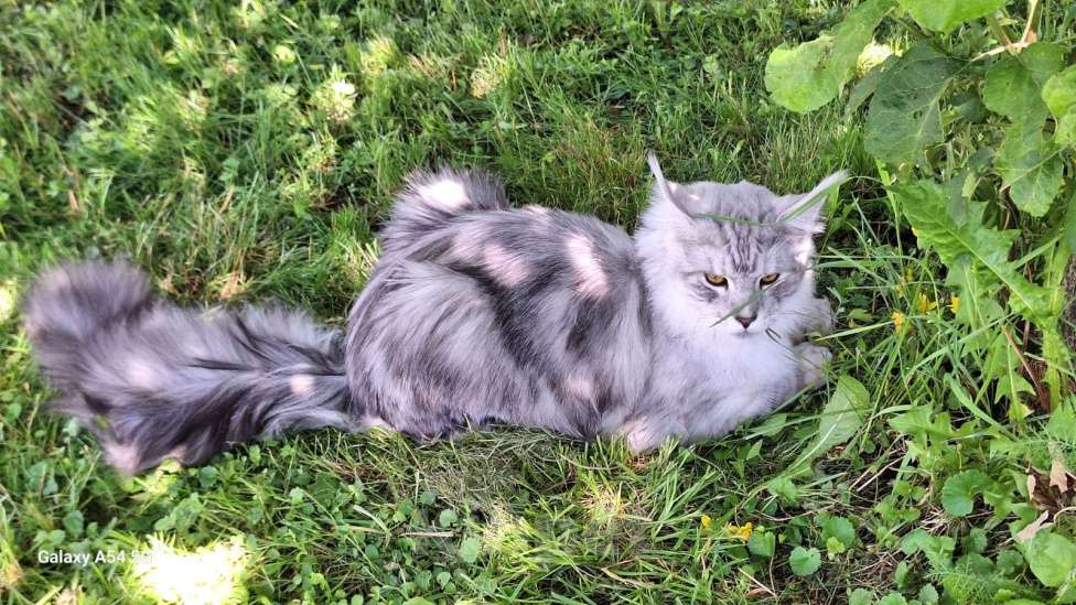 Кошки в Королеве: Котенок помета А; Мейн Кун, Айвенго. Мальчик, 40 000 руб. - фото 3