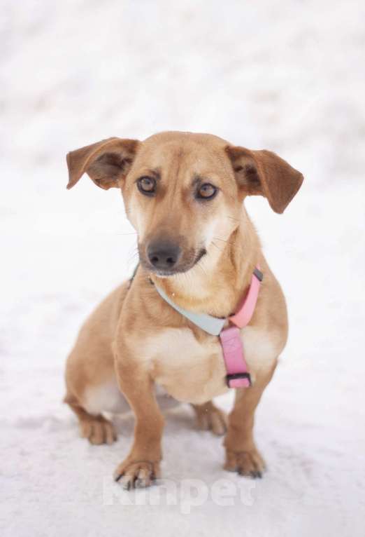 Собаки в Москве: Почти такса ласковая Флай в добрые руки Девочка, Бесплатно - фото 6