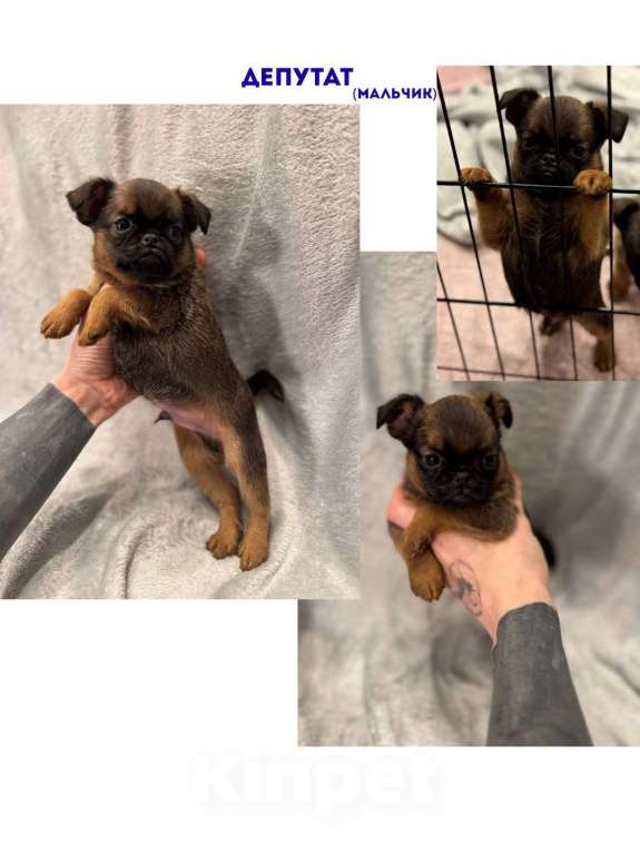 Собаки в Москве: Депутат Мальчик, 45 000 руб. - фото 1