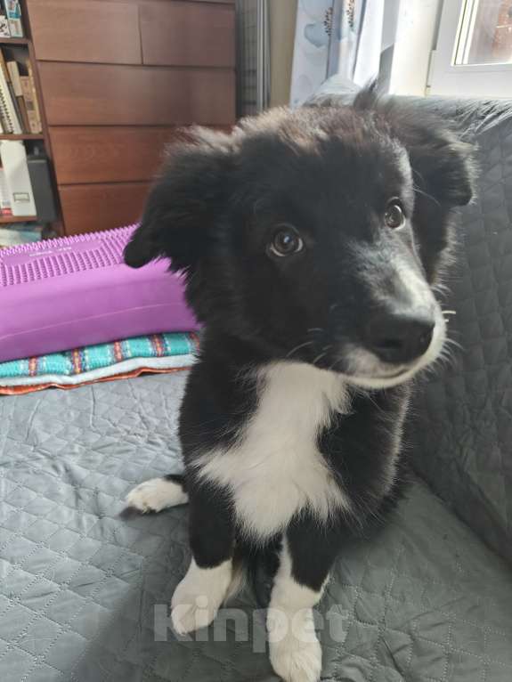 Собаки в Новосибирске: Бордер Колли Мальчик, Бесплатно - фото 7