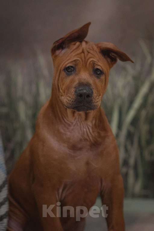 Собаки в Перми: Щенок тайского риджбека Мальчик, 60 000 руб. - фото 2