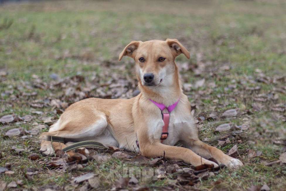 Собаки в Москве: Нежная красавица Одри в поисках дома Девочка, Бесплатно - фото 4