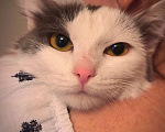 Кошки в Новосибирске: Котенок в добрые руки Девочка, Бесплатно - фото 2