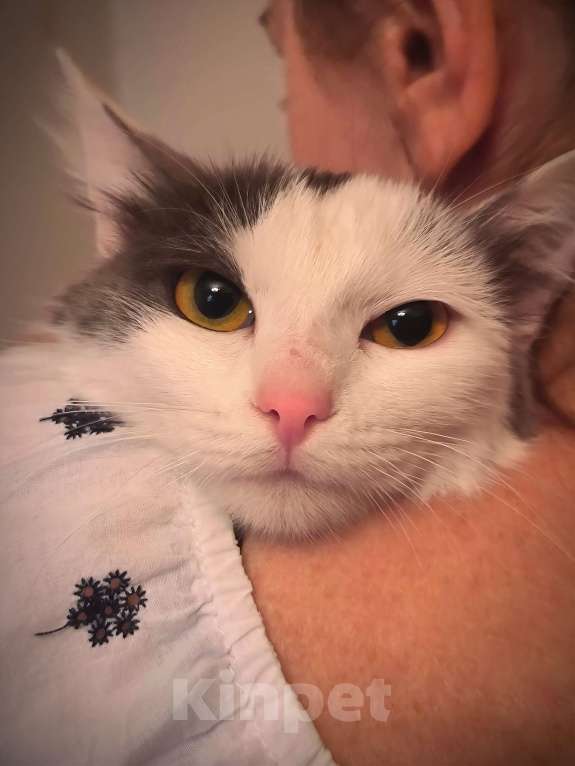 Кошки в Новосибирске: Котенок в добрые руки Девочка, Бесплатно - фото 2