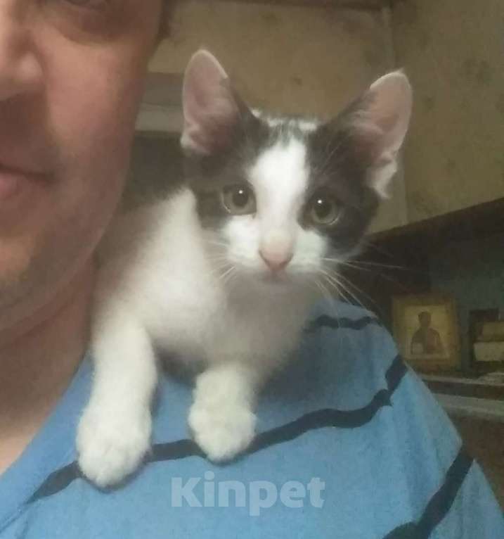 Кошки в Нальчике: Котёнок Девочка, Бесплатно - фото 1