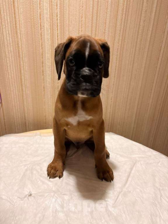 Собаки в Санкт-Петербурге: Клубный щенок немецкого боксера от титулованных родителей Мальчик, Бесплатно - фото 2