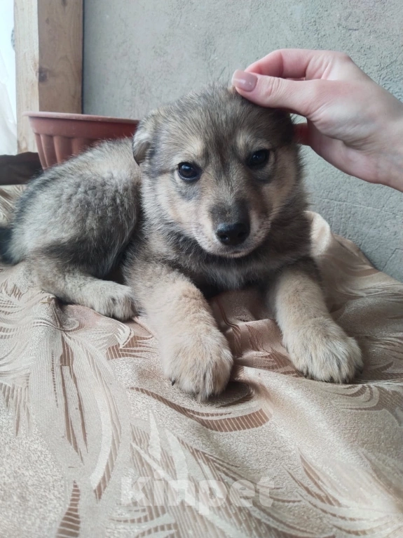 Собаки в Москве: Малышка Ася в добрые руки  Девочка, Бесплатно - фото 3