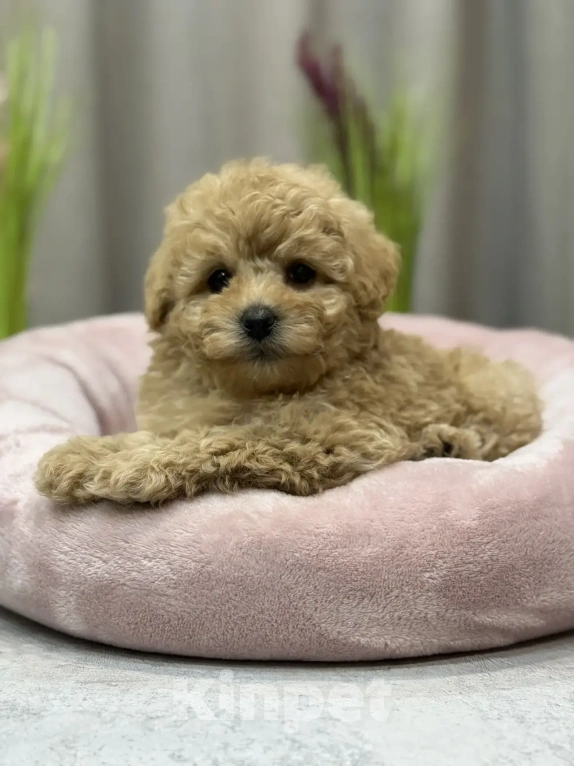 Собаки в Москве: Мальтипу - щенки  Мальчик, 170 000 руб. - фото 1